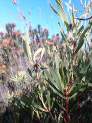 Leucadendron salignum