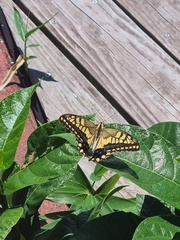 Papilio machaon hippocrates