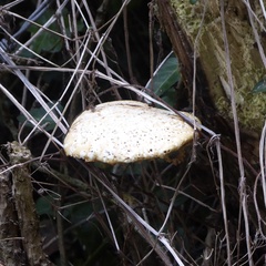 Cerioporus squamosus