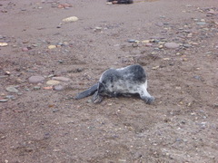 Phoca vitulina vitulina