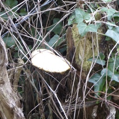 Cerioporus squamosus