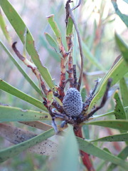 Leucadendron salignum