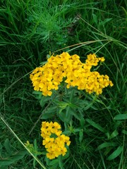 Tagetes lucida