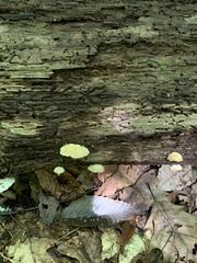 Tyromyces galactinus