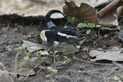 Eublepharis hardwickii