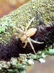 Philodromus rufus