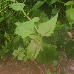Chromolaena odorata