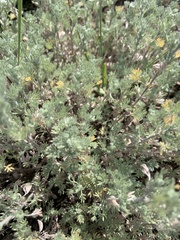 Artemisia frigida