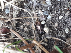 Notiophilus biguttatus