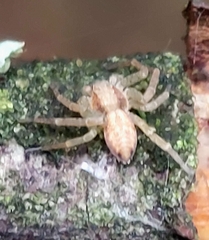 Philodromus rufus