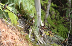 Hirundo tahitica
