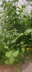 Chromolaena odorata