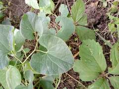 Aristolochia clematitis
