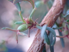 Cliffortia falcata