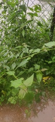 Chromolaena odorata