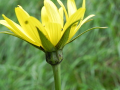 Tragopogon orientalis