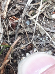 Notiophilus biguttatus