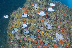 Diplodus vulgaris