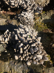 Pollicipes polymerus