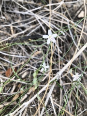 Stephanomeria pauciflora