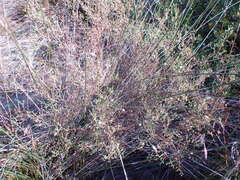 Euchaetis albertiniana