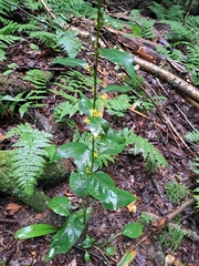 Solidago macrophylla