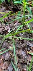 Pantherophis alleghaniensis