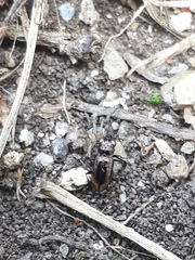 Notiophilus biguttatus