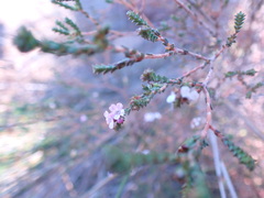 Euchaetis albertiniana