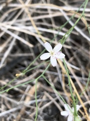 Stephanomeria pauciflora