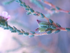 Euchaetis albertiniana