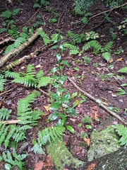 Solidago macrophylla