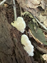 Fuscopostia fragilis