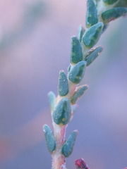 Euchaetis albertiniana