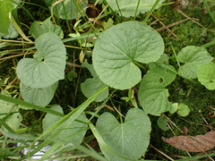 Viola palustris