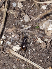 Notiophilus biguttatus