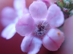 Euchaetis albertiniana