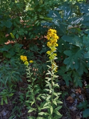 Solidago puberula