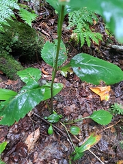Solidago macrophylla