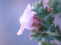 Euchaetis albertiniana