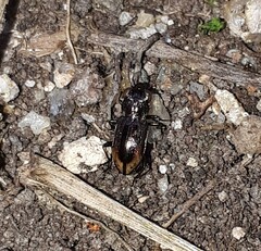 Notiophilus biguttatus