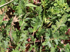 Erodium botrys