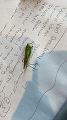 Conocephalus fasciatus