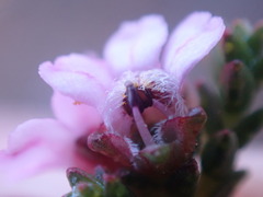 Euchaetis albertiniana