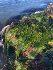 Phyllospadix scouleri