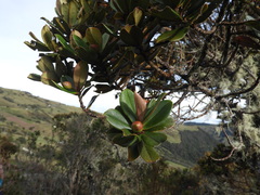 Ternstroemia