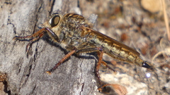 Machimus chrysitis