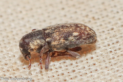 Microlarinus lareynii