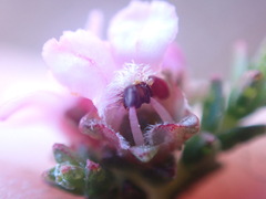 Euchaetis albertiniana