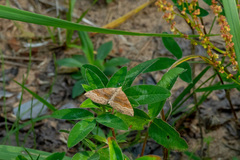 Scotopteryx chenopodiata
